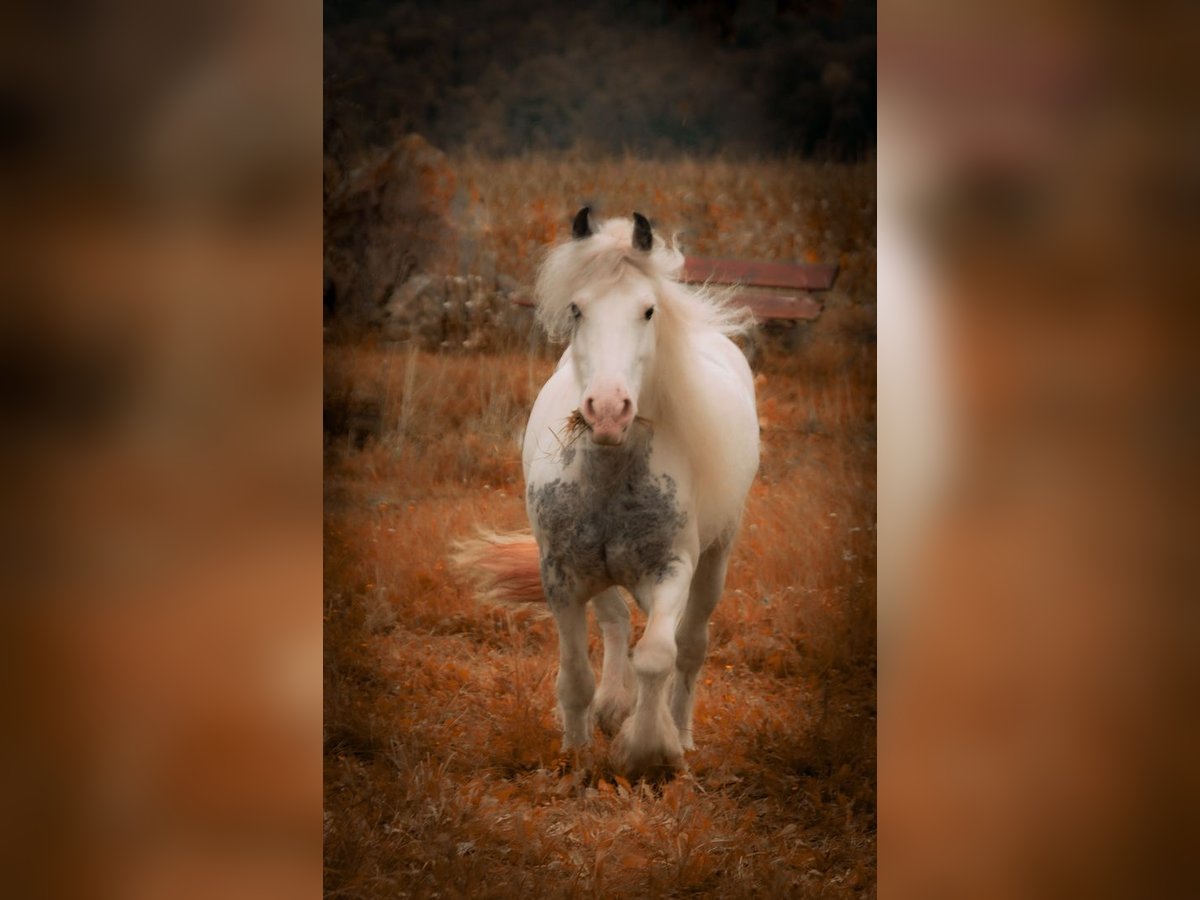 Cob Irlandese / Tinker / Gypsy Vanner Giumenta 13 Anni 137 cm Pezzato in Rattelsdorf (Ofr)