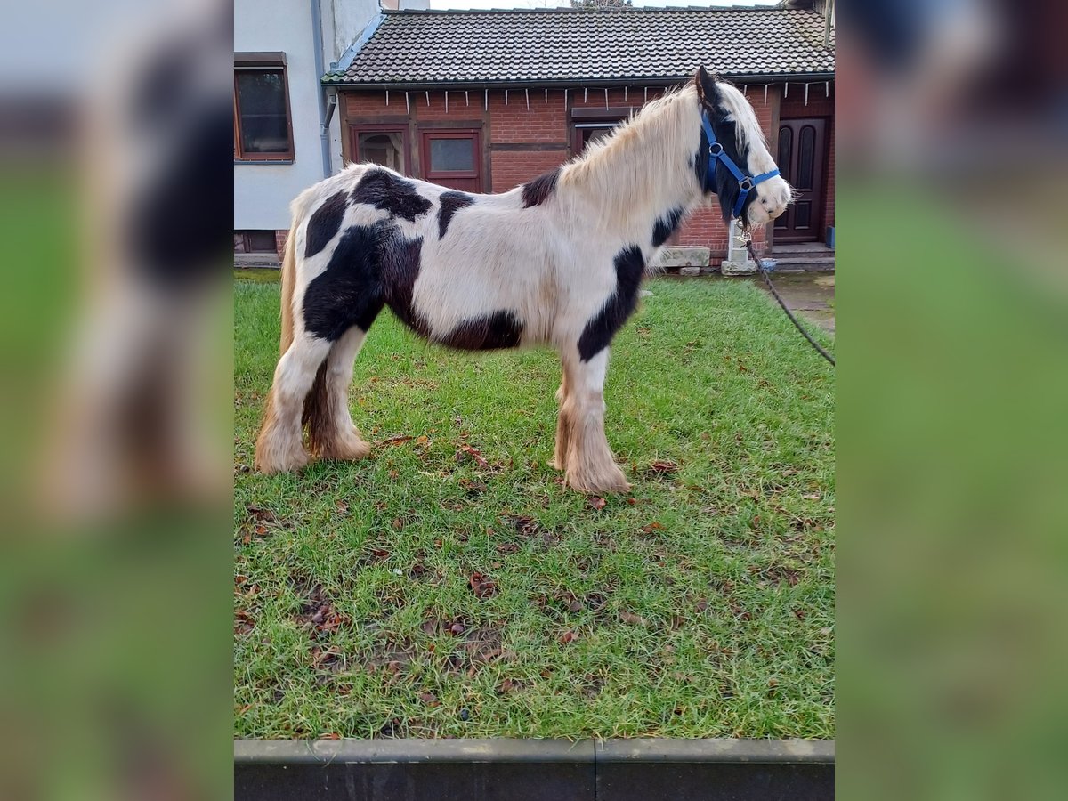 Cob Irlandese / Tinker / Gypsy Vanner Giumenta 13 Anni 138 cm Pezzato in Vienenburg