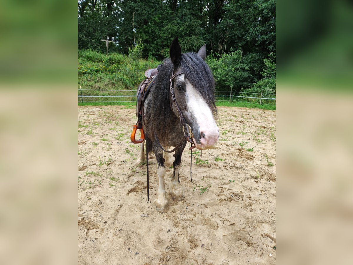 Cob Irlandese / Tinker / Gypsy Vanner Giumenta 13 Anni 140 cm Roano blu in Andervenne