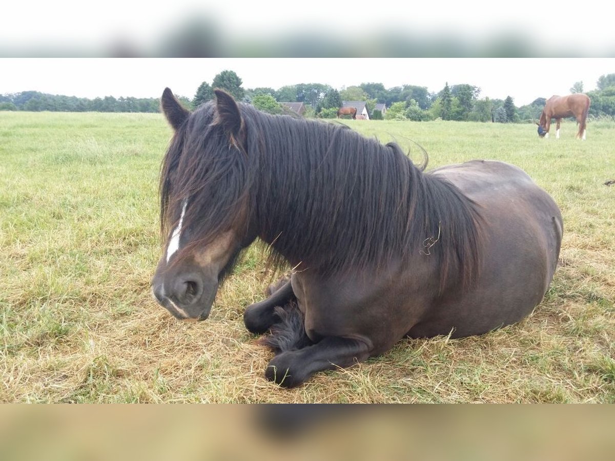 Cob Irlandese / Tinker / Gypsy Vanner Giumenta 13 Anni 146 cm Baio nero in Ratingen