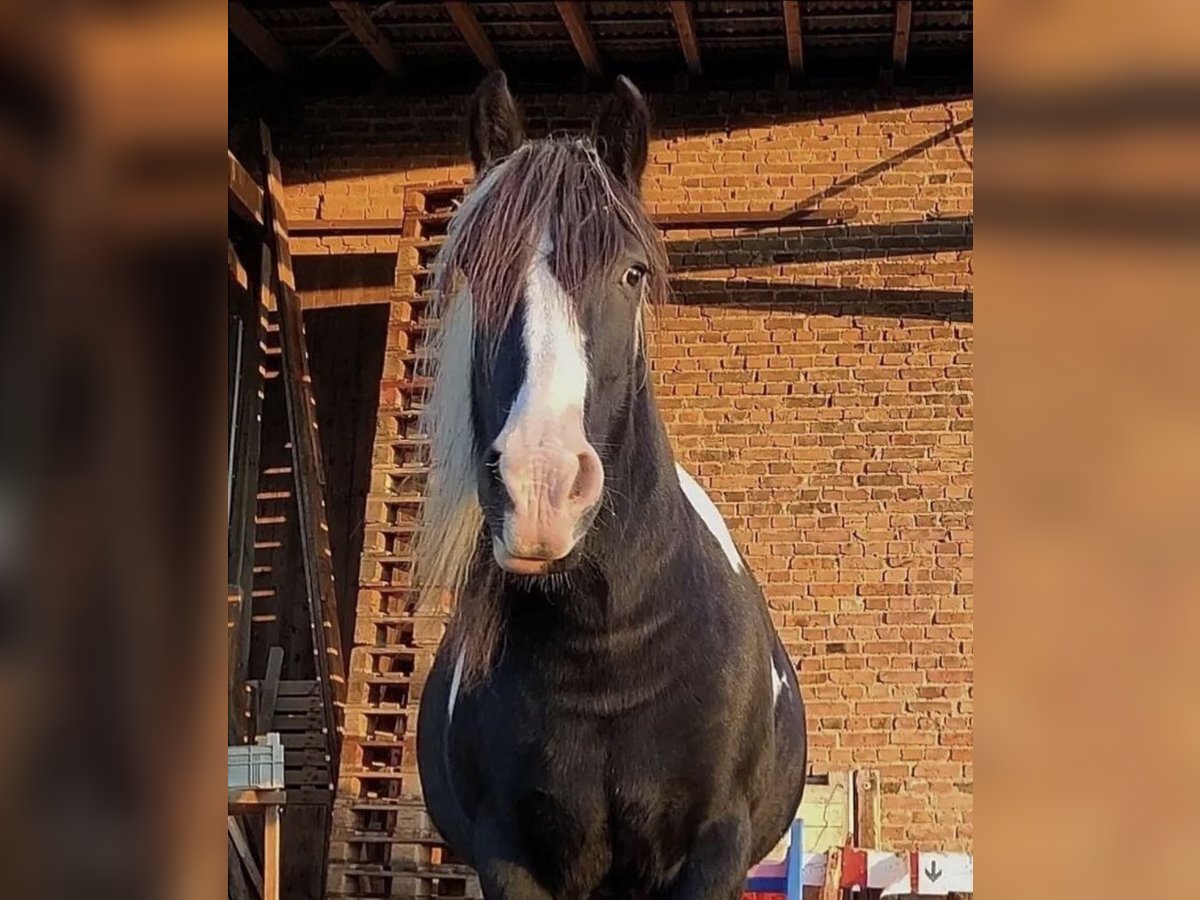 Cob Irlandese / Tinker / Gypsy Vanner Giumenta 13 Anni 163 cm in Bedburg