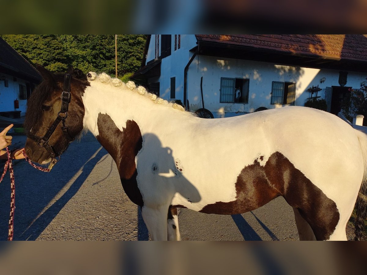 Cob Irlandese / Tinker / Gypsy Vanner Mix Giumenta 14 Anni 145 cm Pezzato in Mellach