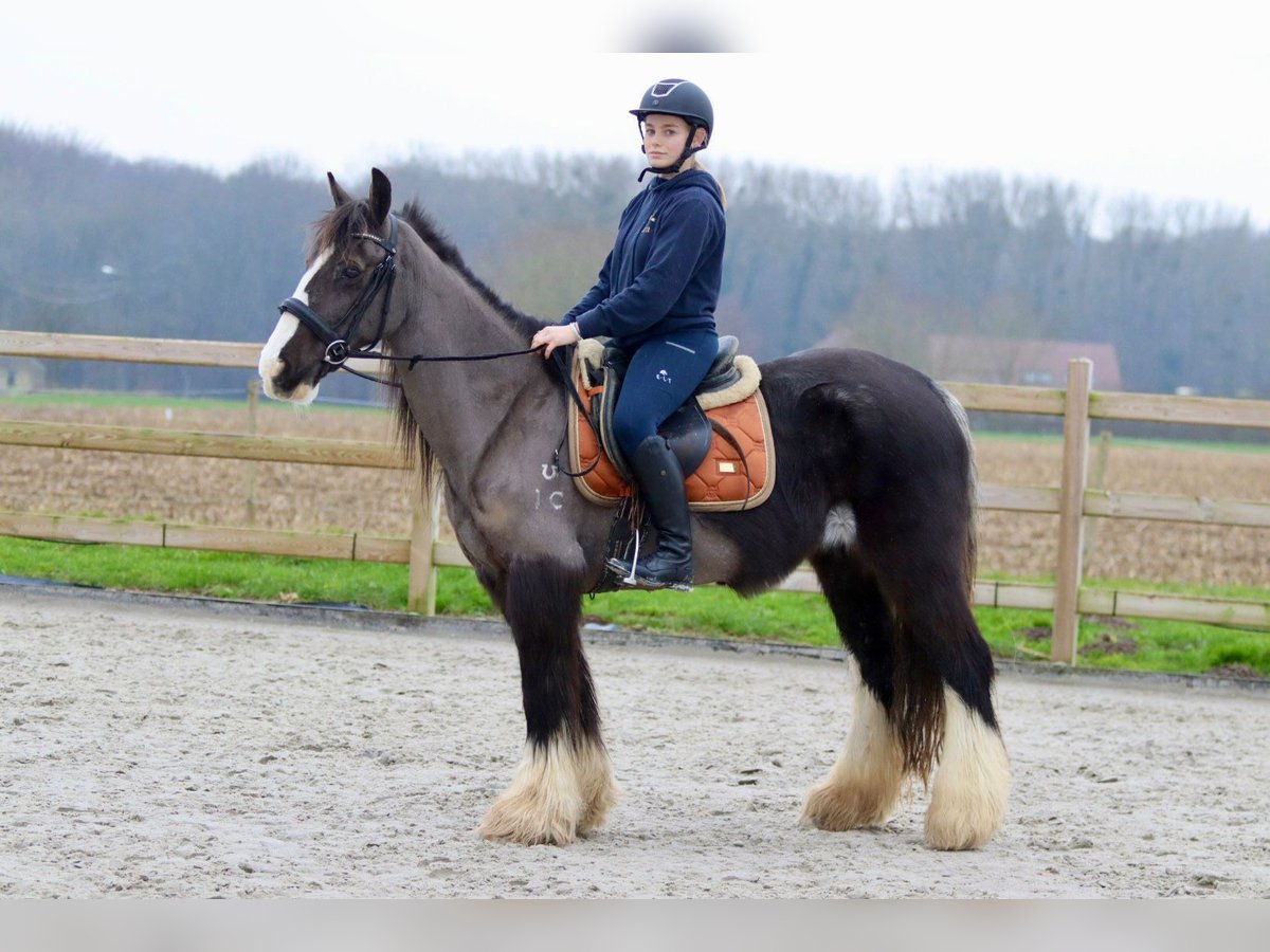 Cob Irlandese / Tinker / Gypsy Vanner Giumenta 14 Anni 146 cm Morello in Bogaarden