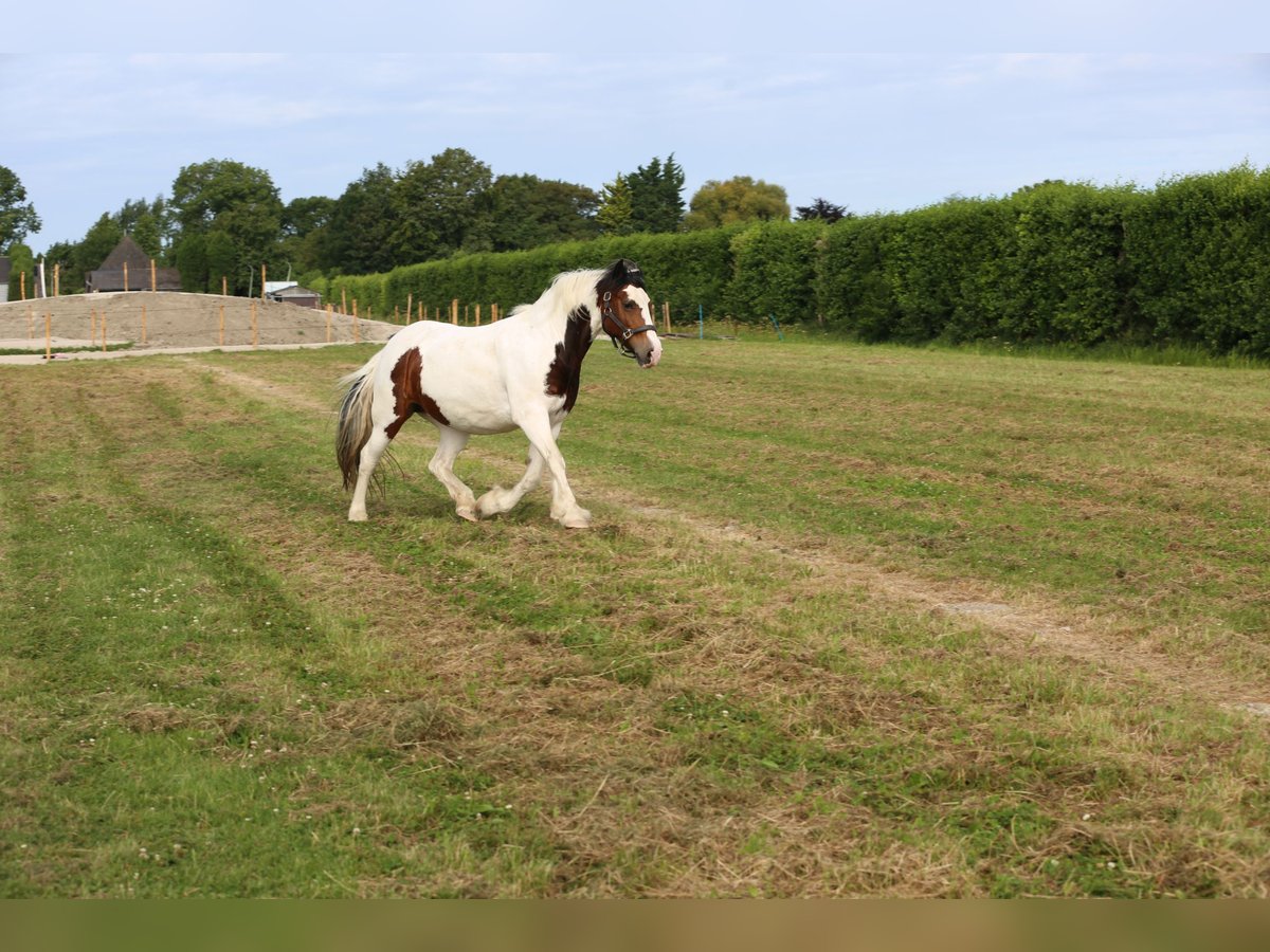 Cob Irlandese / Tinker / Gypsy Vanner Mix Giumenta 14 Anni 146 cm Pezzato in Wijdenes