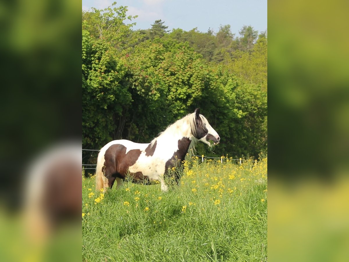 Cob Irlandese / Tinker / Gypsy Vanner Giumenta 14 Anni 150 cm Pezzato in ElztalElztal