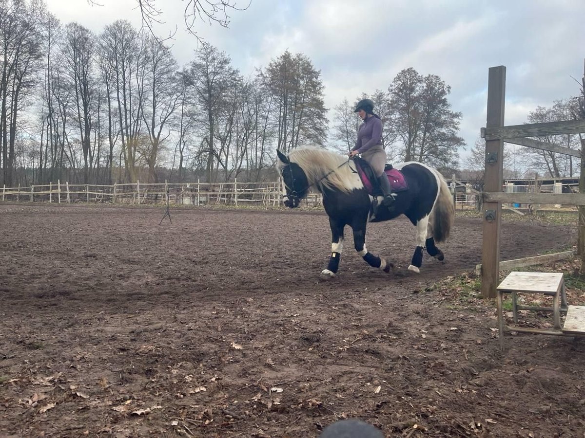 Cob Irlandese / Tinker / Gypsy Vanner Giumenta 14 Anni 155 cm Pezzato in Teupitz