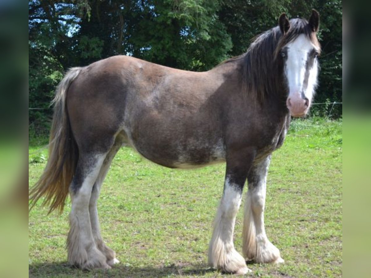 Cob Irlandese / Tinker / Gypsy Vanner Giumenta 14 Anni 157 cm Roano blu in Landstuhl