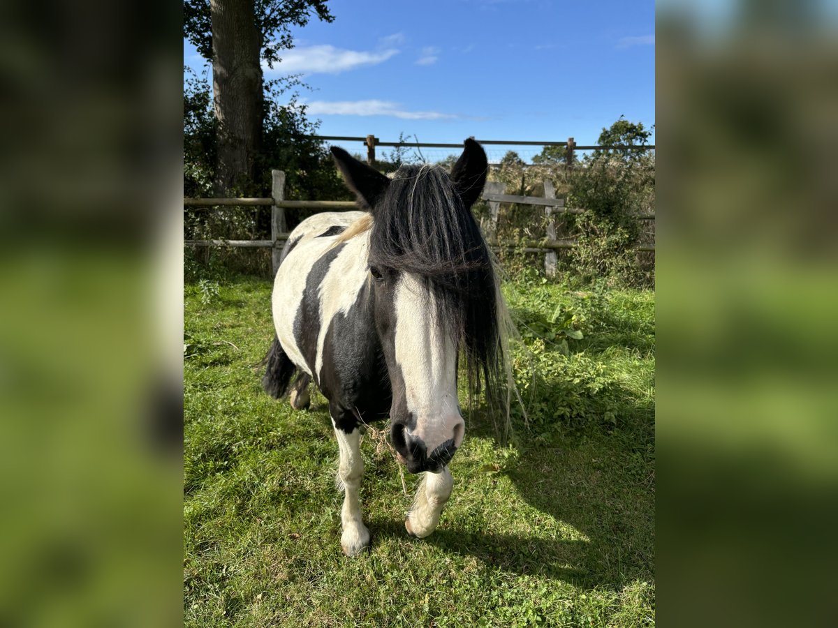 Cob Irlandese / Tinker / Gypsy Vanner Mix Giumenta 15 Anni 134 cm Pezzato in Neukirchen