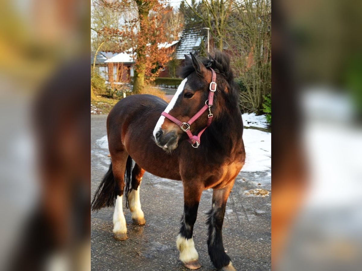 Cob Irlandese / Tinker / Gypsy Vanner Giumenta 15 Anni 137 cm Baio scuro in Visbek