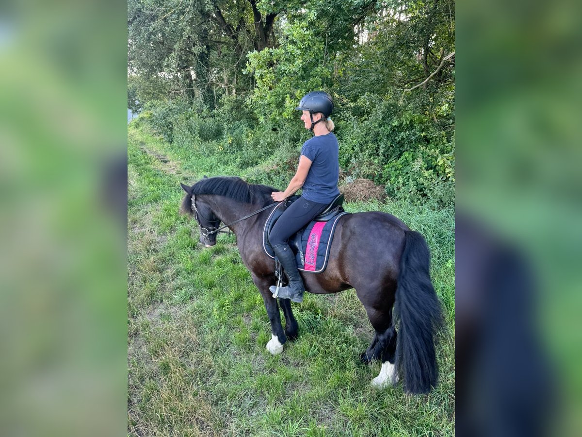 Cob Irlandese / Tinker / Gypsy Vanner Giumenta 15 Anni 138 cm Baio nero in SchaafheimSchaafheim