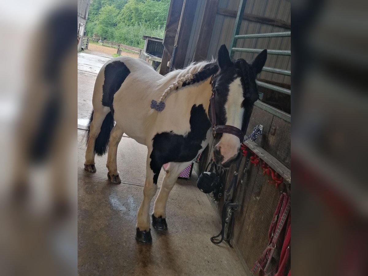 Cob Irlandese / Tinker / Gypsy Vanner Giumenta 15 Anni 140 cm Pezzato in Pronstorf