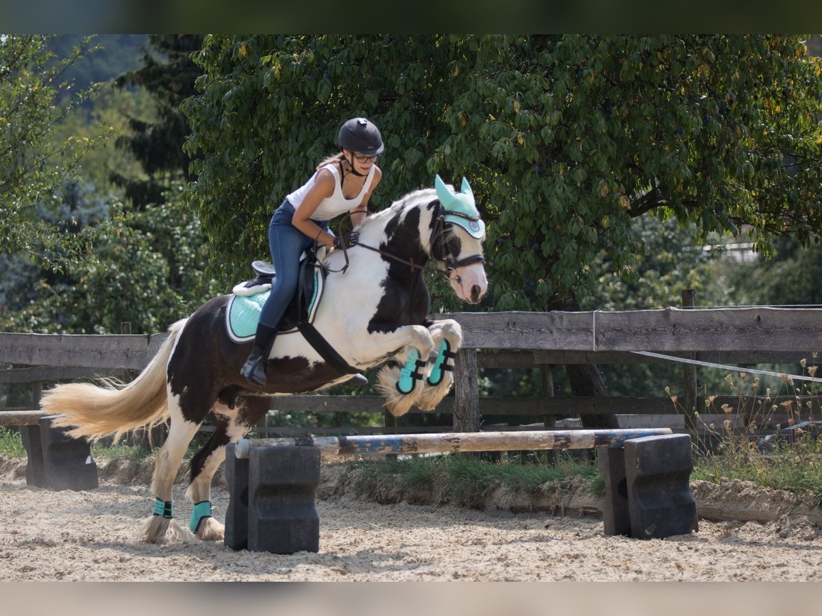 Cob Irlandese / Tinker / Gypsy Vanner Giumenta 15 Anni 140 cm Pezzato in Geisingen