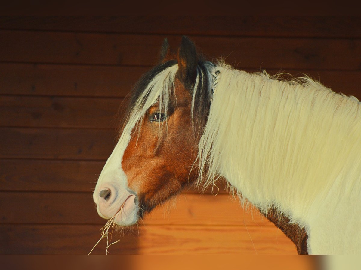 Cob Irlandese / Tinker / Gypsy Vanner Mix Giumenta 15 Anni 146 cm Pezzato in Wijdenes