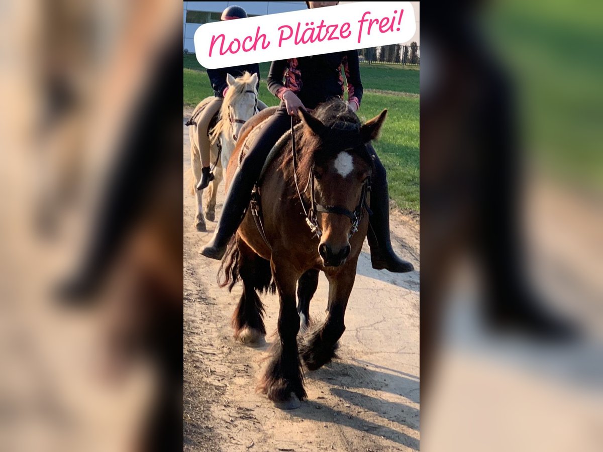 Cob Irlandese / Tinker / Gypsy Vanner Giumenta 16 Anni 140 cm Baio in FröndenbergFröndenberg