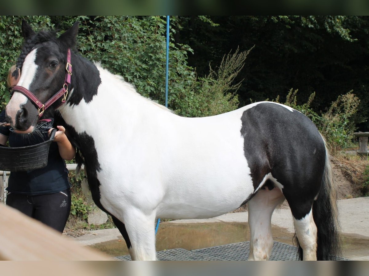 Cob Irlandese / Tinker / Gypsy Vanner Giumenta 16 Anni 140 cm Pezzato in Pronstorf