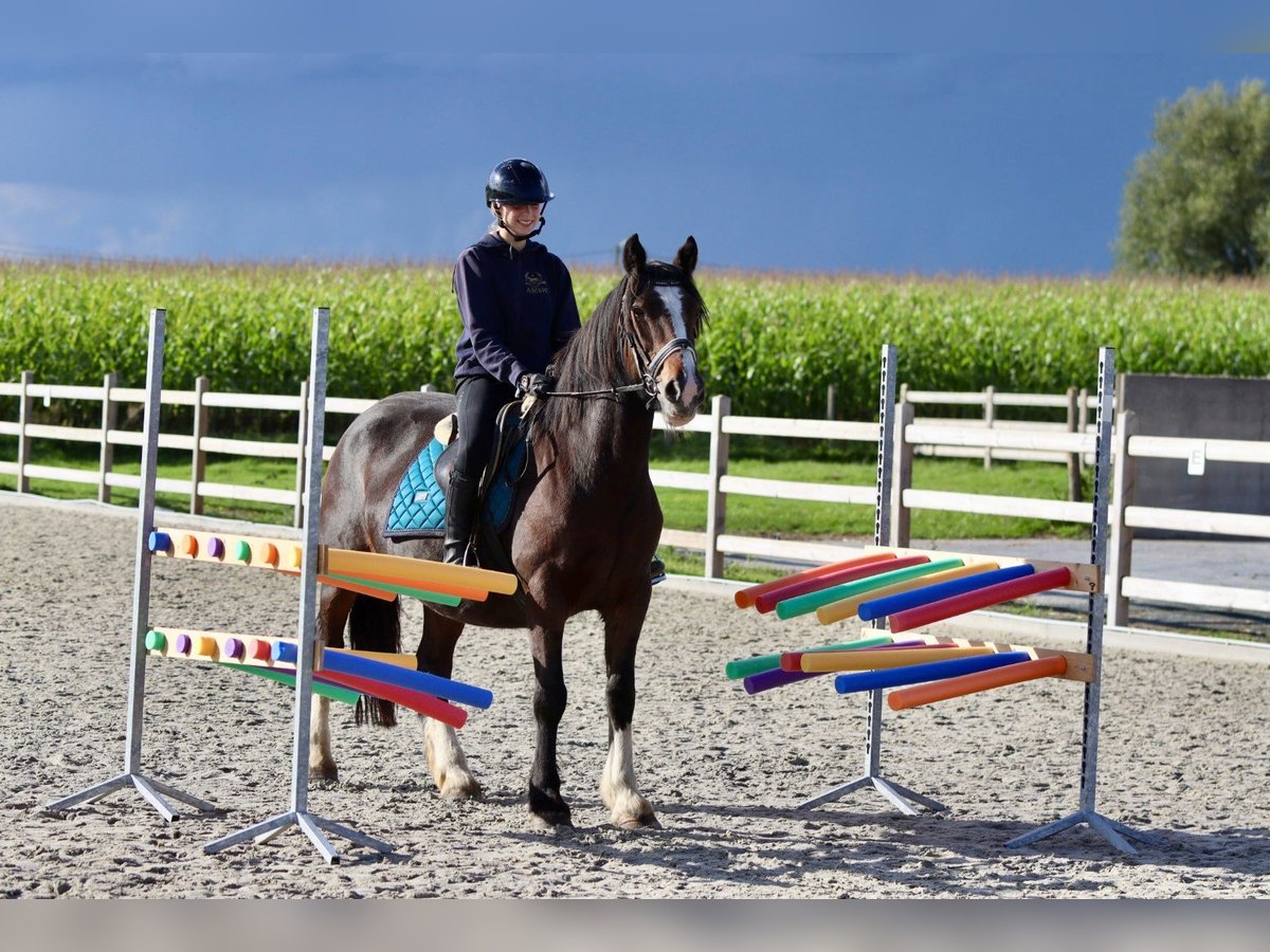 Cob Irlandese / Tinker / Gypsy Vanner Giumenta 16 Anni 148 cm Baio in Bogaarden