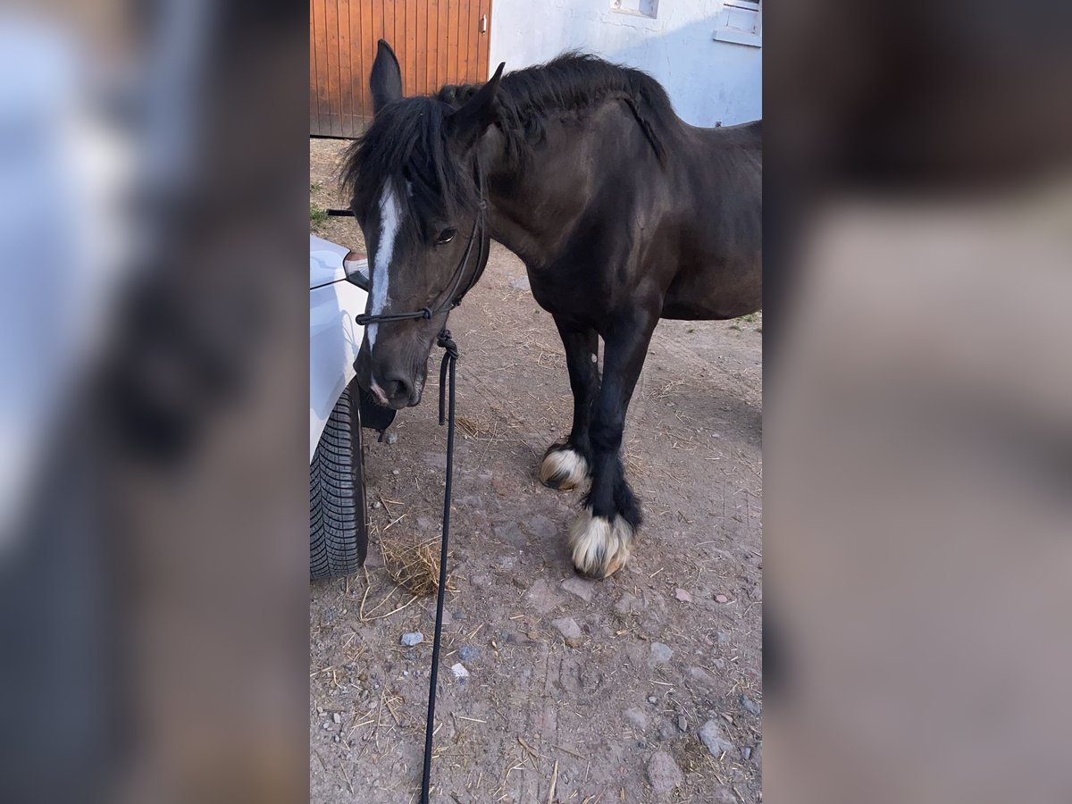 Cob Irlandese / Tinker / Gypsy Vanner Giumenta 18 Anni 154 cm Morello in Herne