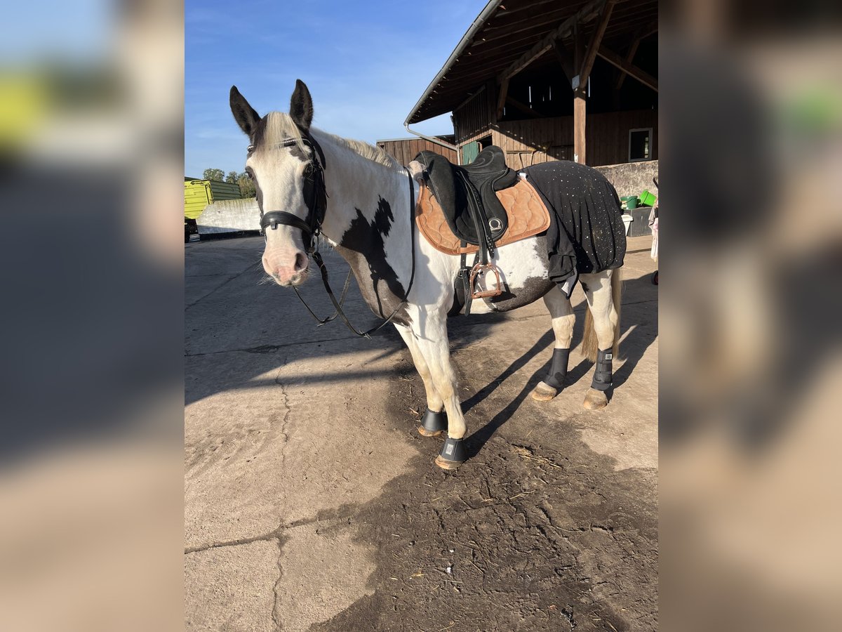 Cob Irlandese / Tinker / Gypsy Vanner Mix Giumenta 19 Anni 153 cm Palomino in Nienhagen