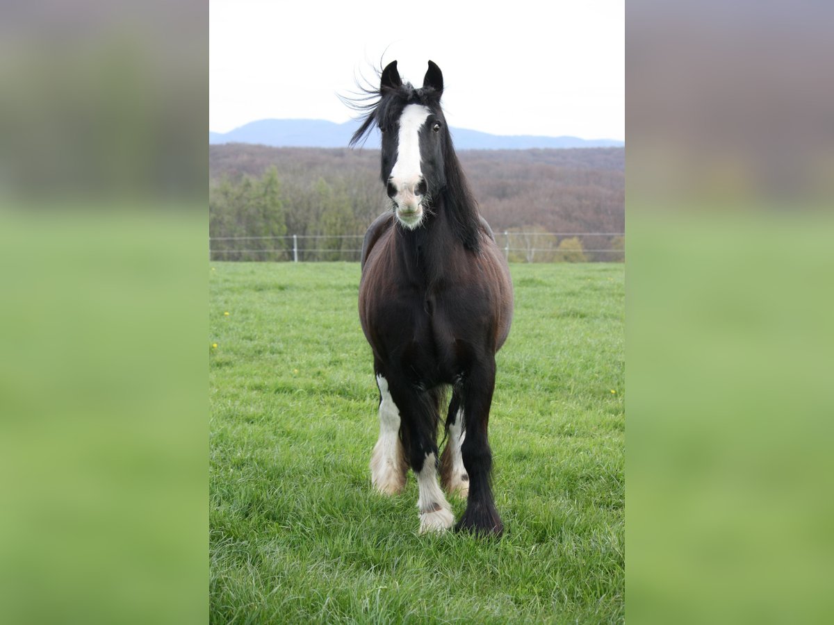 Cob Irlandese / Tinker / Gypsy Vanner Giumenta 19 Anni Morello in Grafschaft