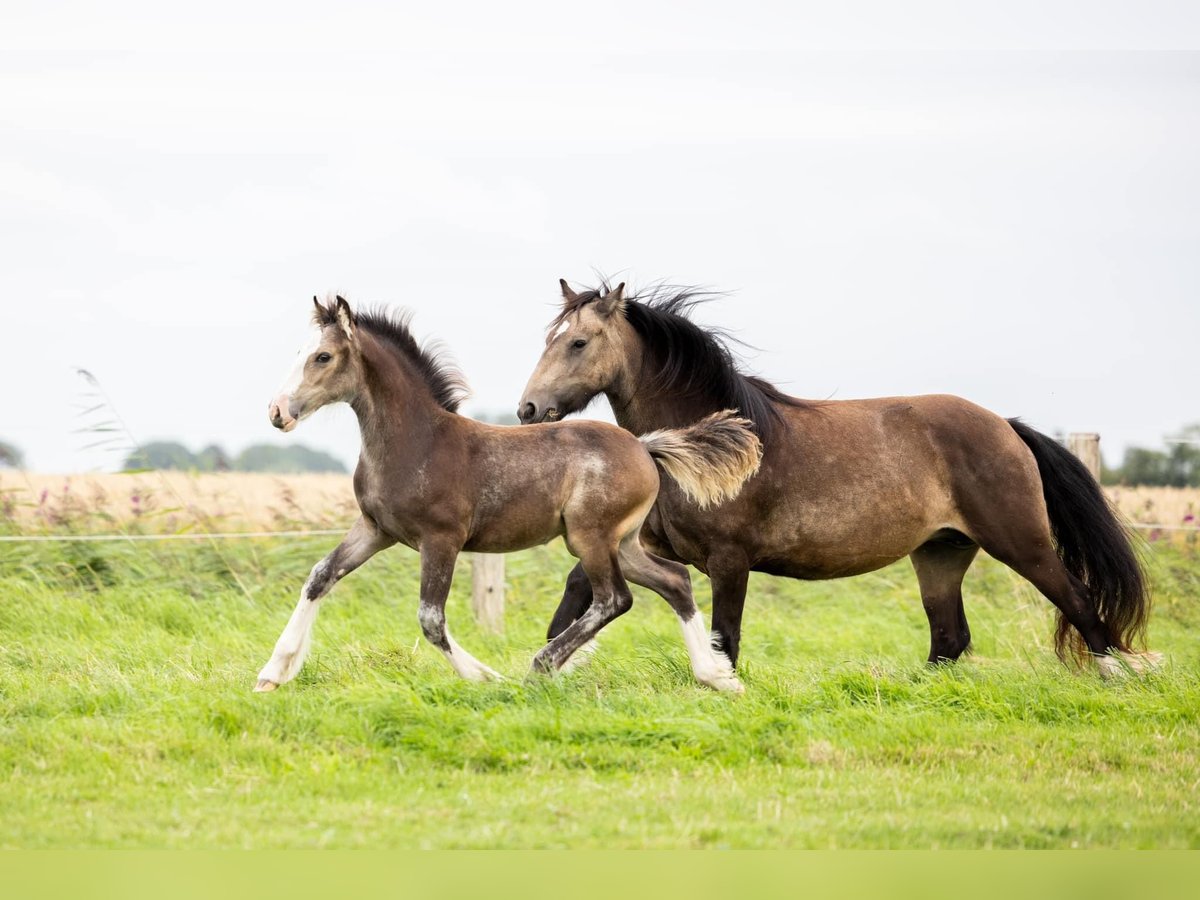 Cob Irlandese / Tinker / Gypsy Vanner Giumenta 1 Anno 150 cm in Driezum