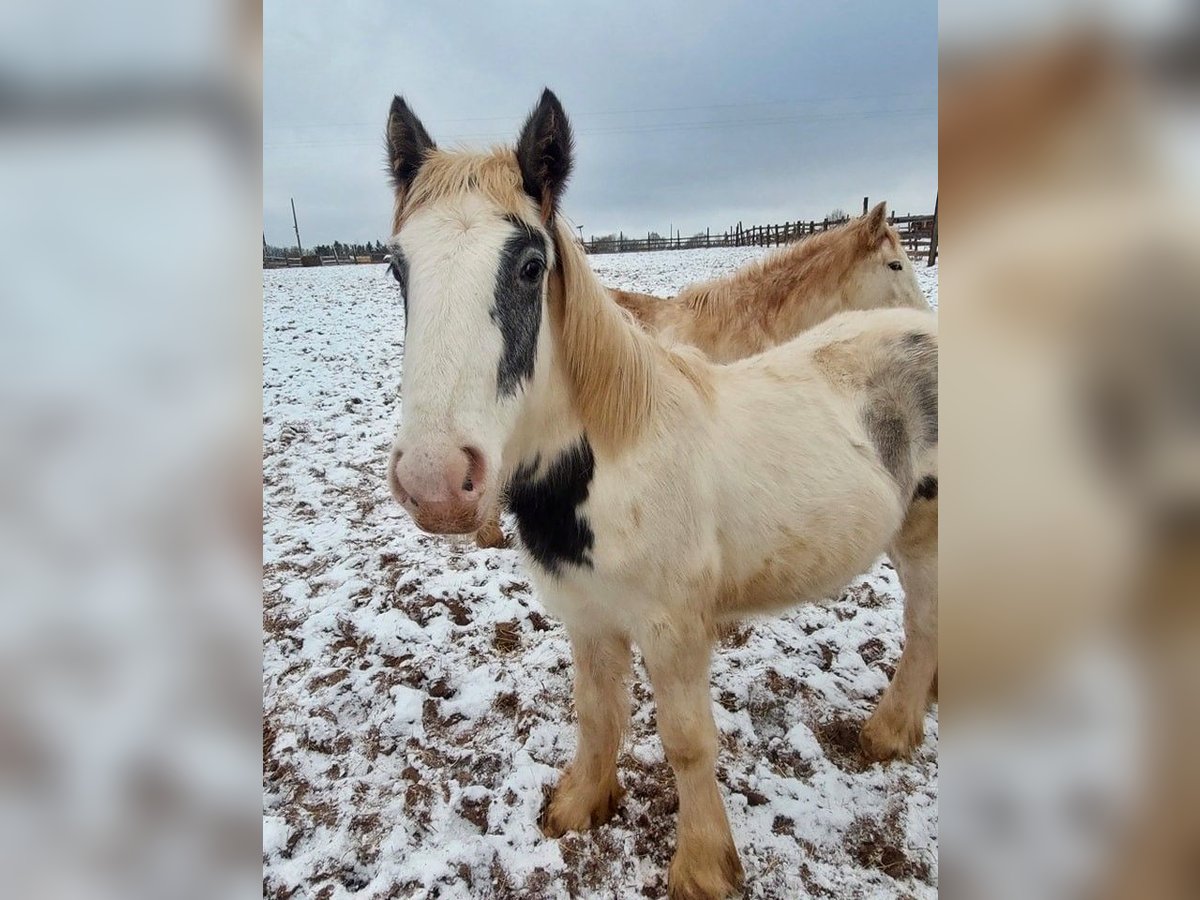 Cob Irlandese / Tinker / Gypsy Vanner Giumenta 1 Anno 150 cm Pezzato in Wleń