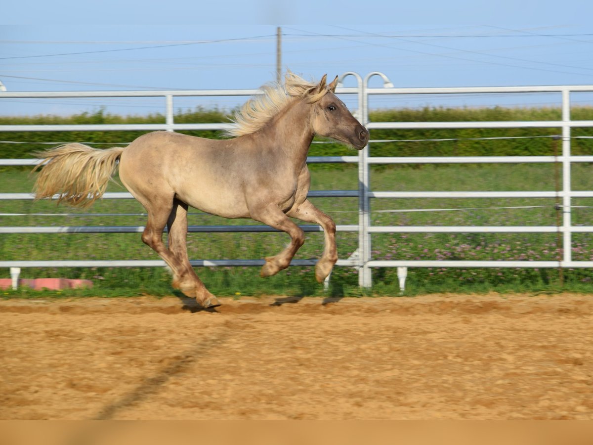 Cob Irlandese / Tinker / Gypsy Vanner Mix Giumenta 1 Anno in Wrocław