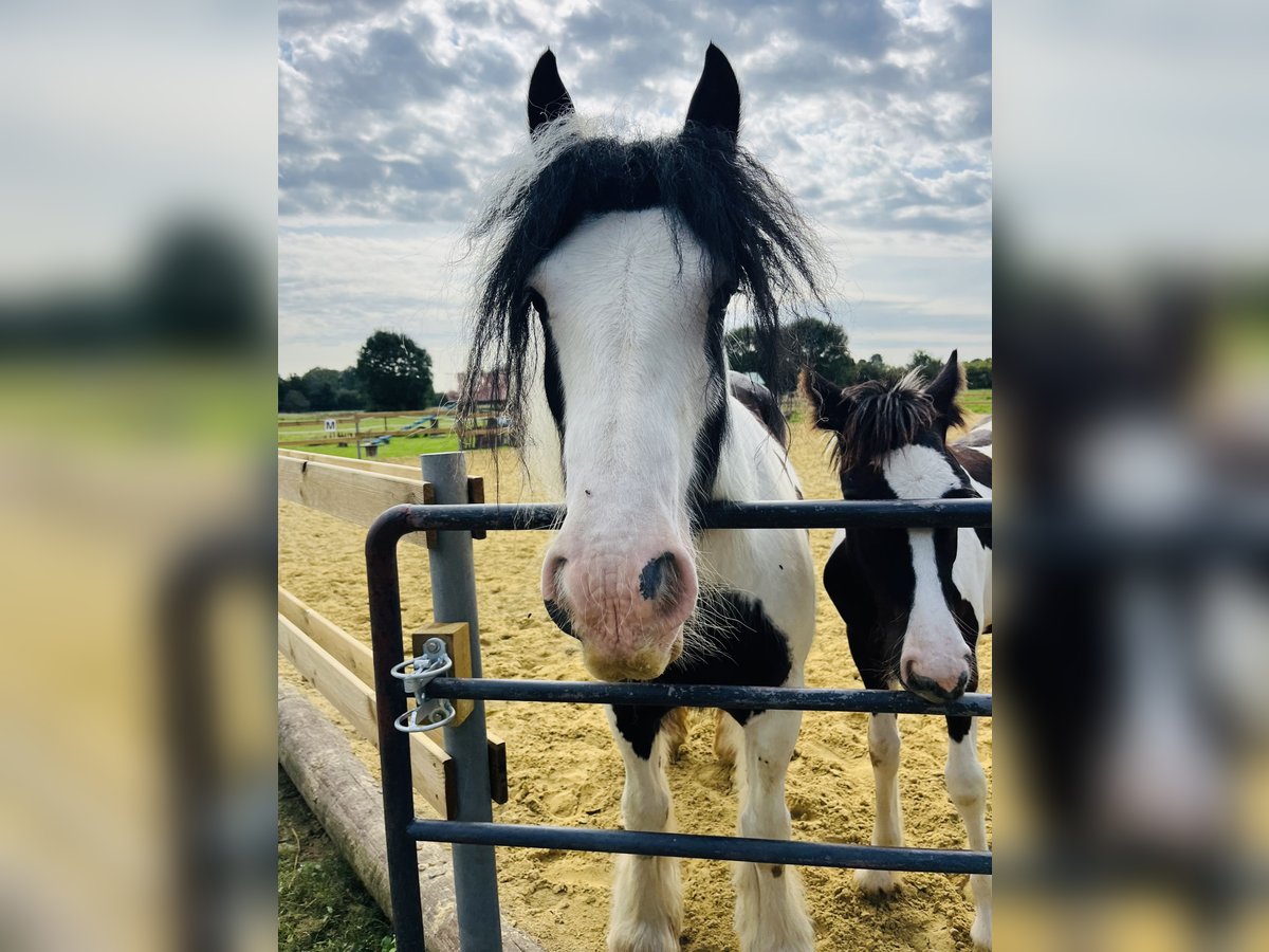 Cob Irlandese / Tinker / Gypsy Vanner Giumenta 1 Anno Pezzato in RheinbergRheinberg