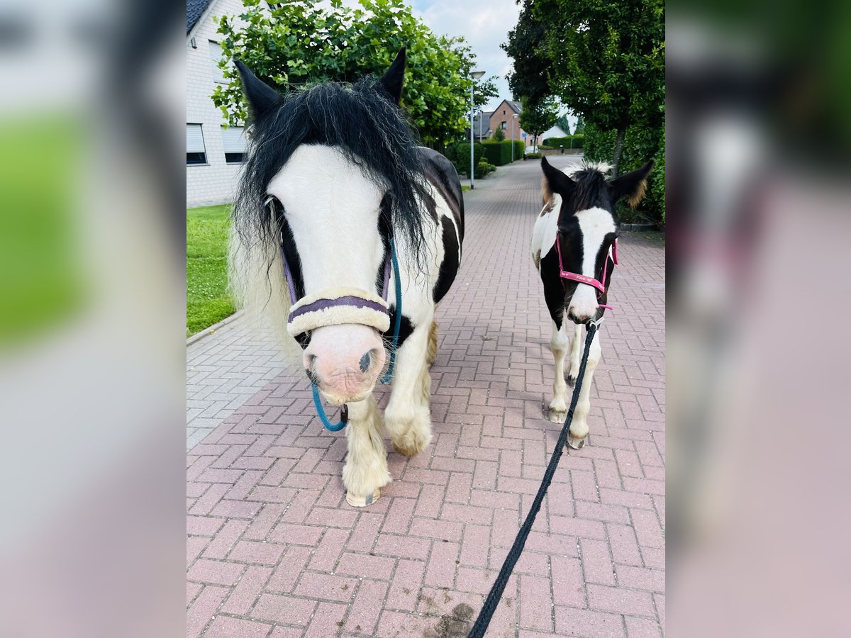 Cob Irlandese / Tinker / Gypsy Vanner Mix Giumenta 1 Anno Pezzato in RheinbergRheinberg