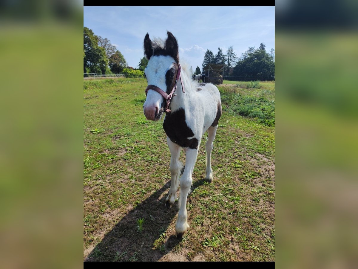 Cob Irlandese / Tinker / Gypsy Vanner Giumenta 1 Anno Pezzato in Jeggau