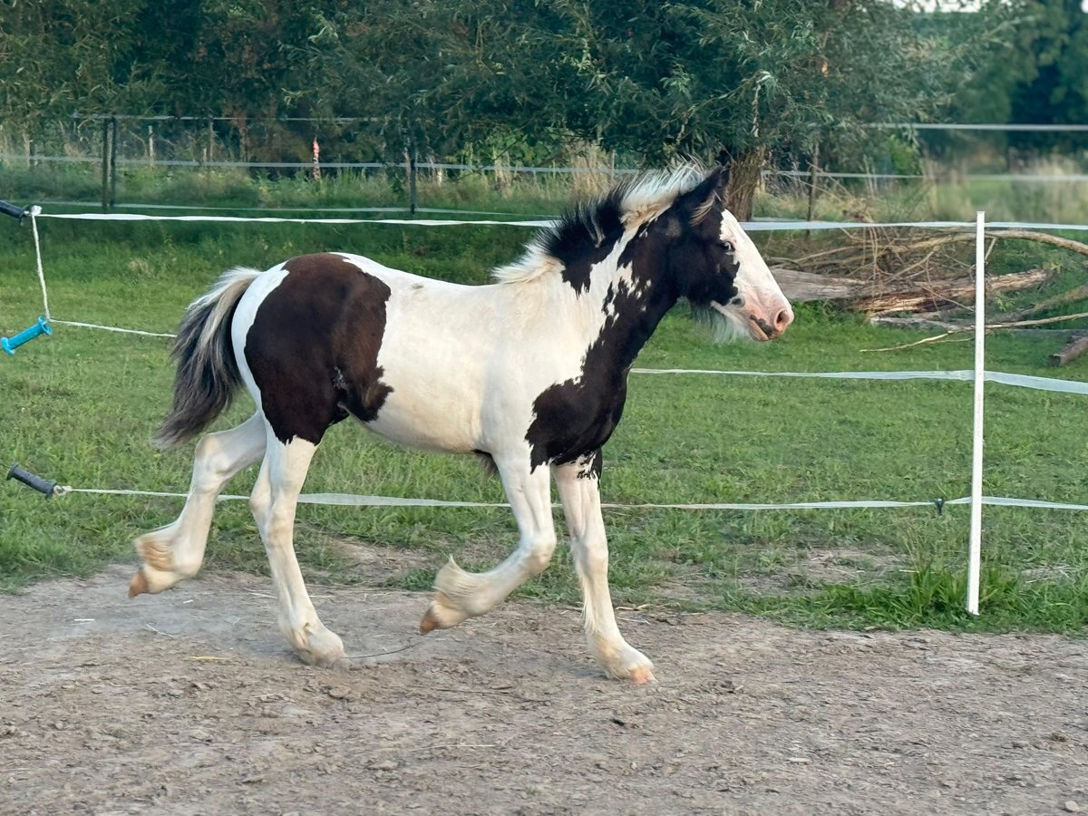 Cob Irlandese / Tinker / Gypsy Vanner Giumenta 1 Anno Pezzato in Gundersheim