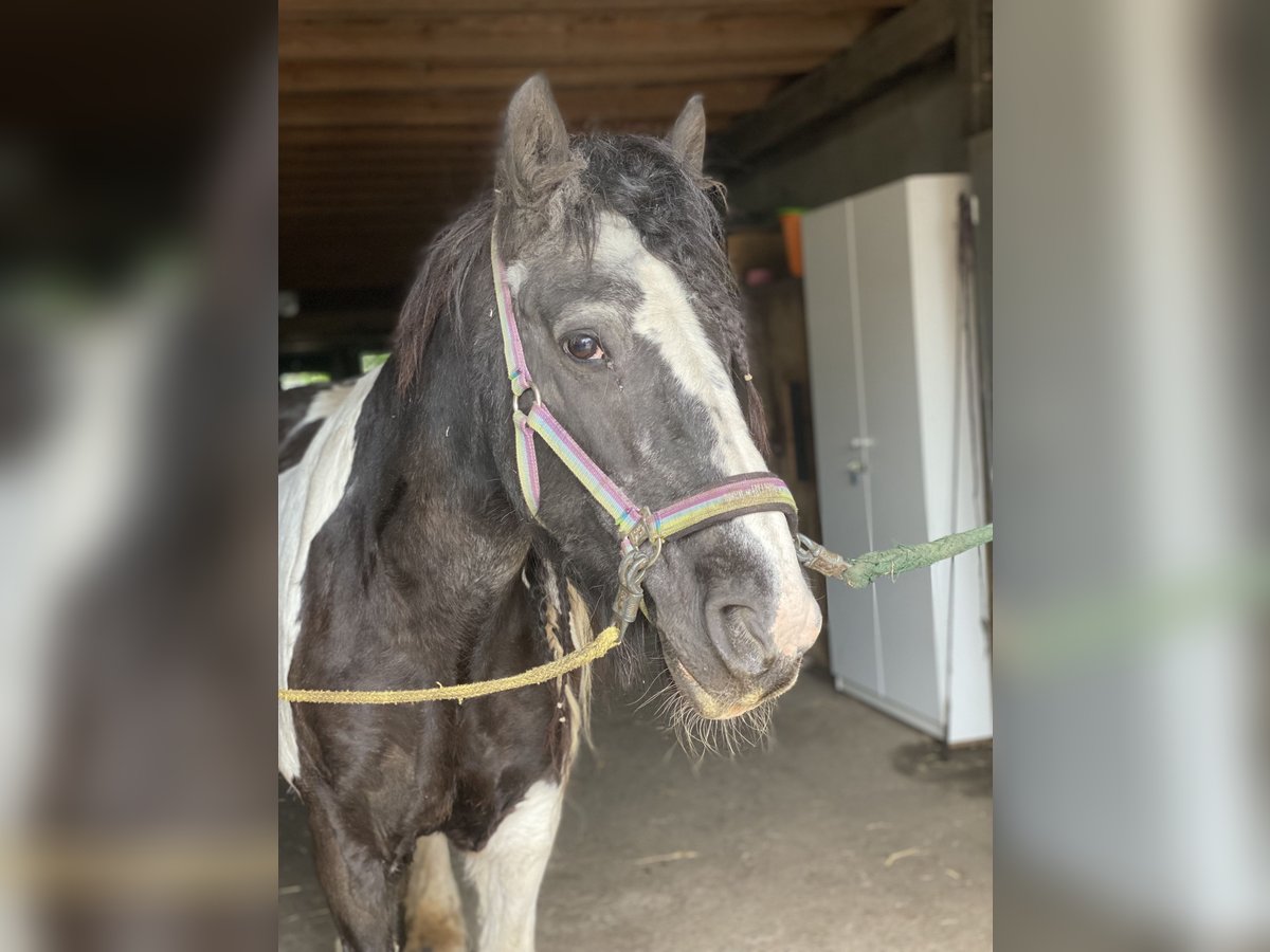 Cob Irlandese / Tinker / Gypsy Vanner Giumenta 21 Anni 150 cm Pezzato in Bergkirchen