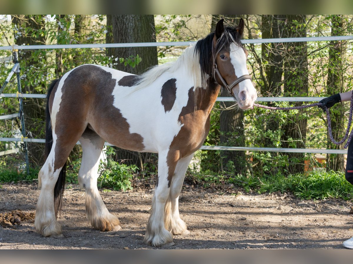 Cob Irlandese / Tinker / Gypsy Vanner Giumenta 2 Anni 134 cm Pezzato in Pentling