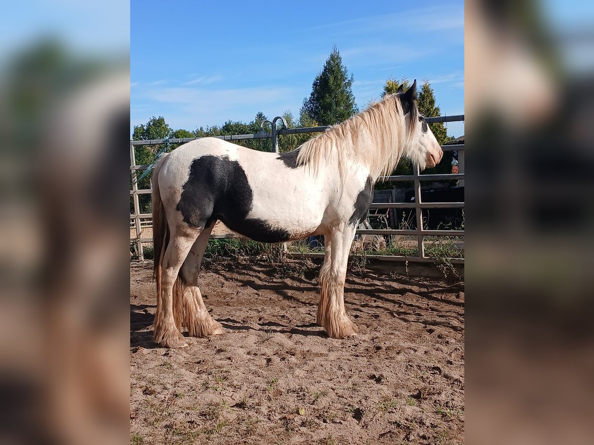 Cob Irlandese / Tinker / Gypsy Vanner Giumenta 2 Anni 150 cm Pezzato in Wlen