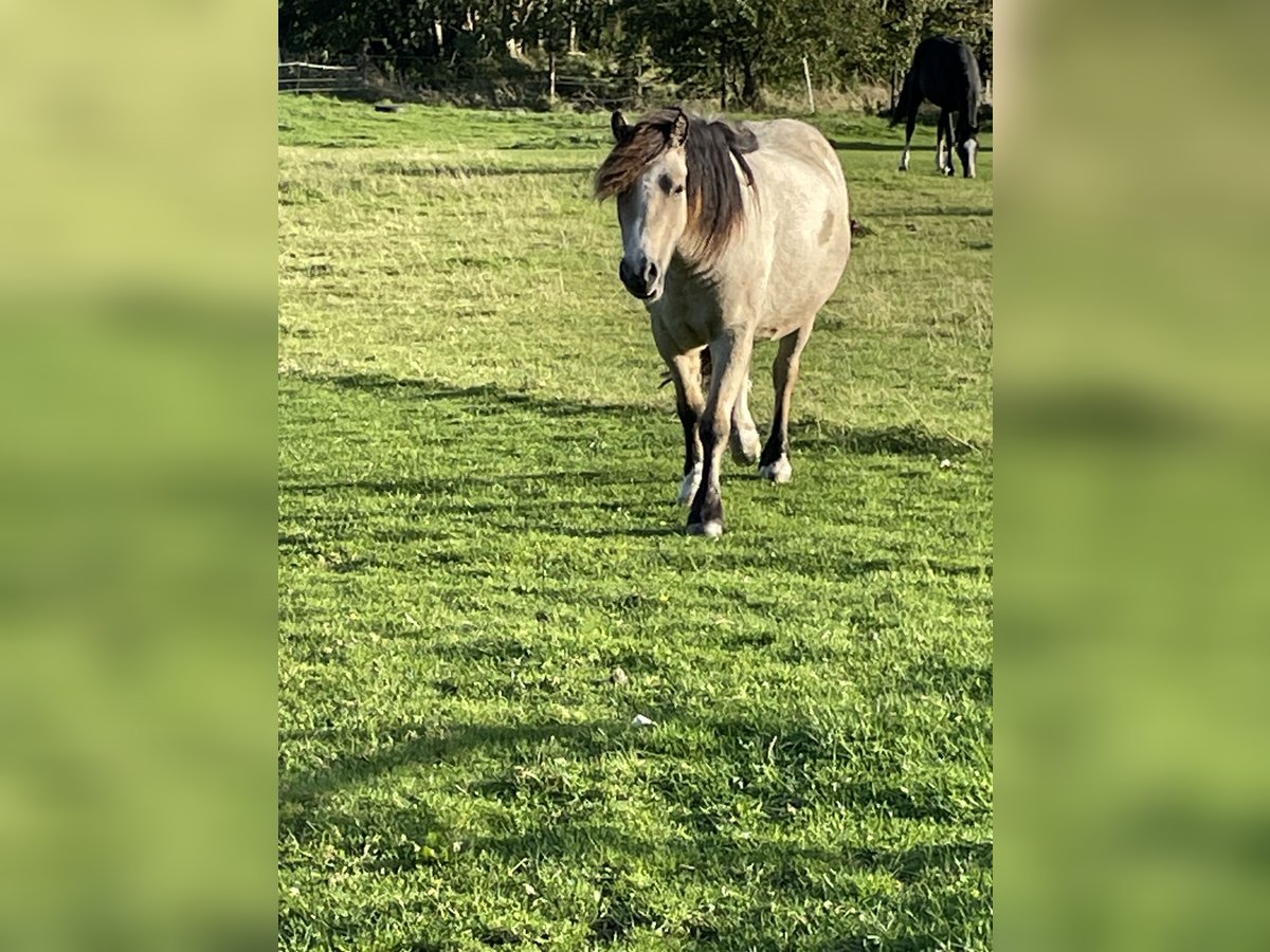 Cob Irlandese / Tinker / Gypsy Vanner Mix Giumenta 3 Anni 125 cm Pelle di daino in HedwigenkoogBüsum