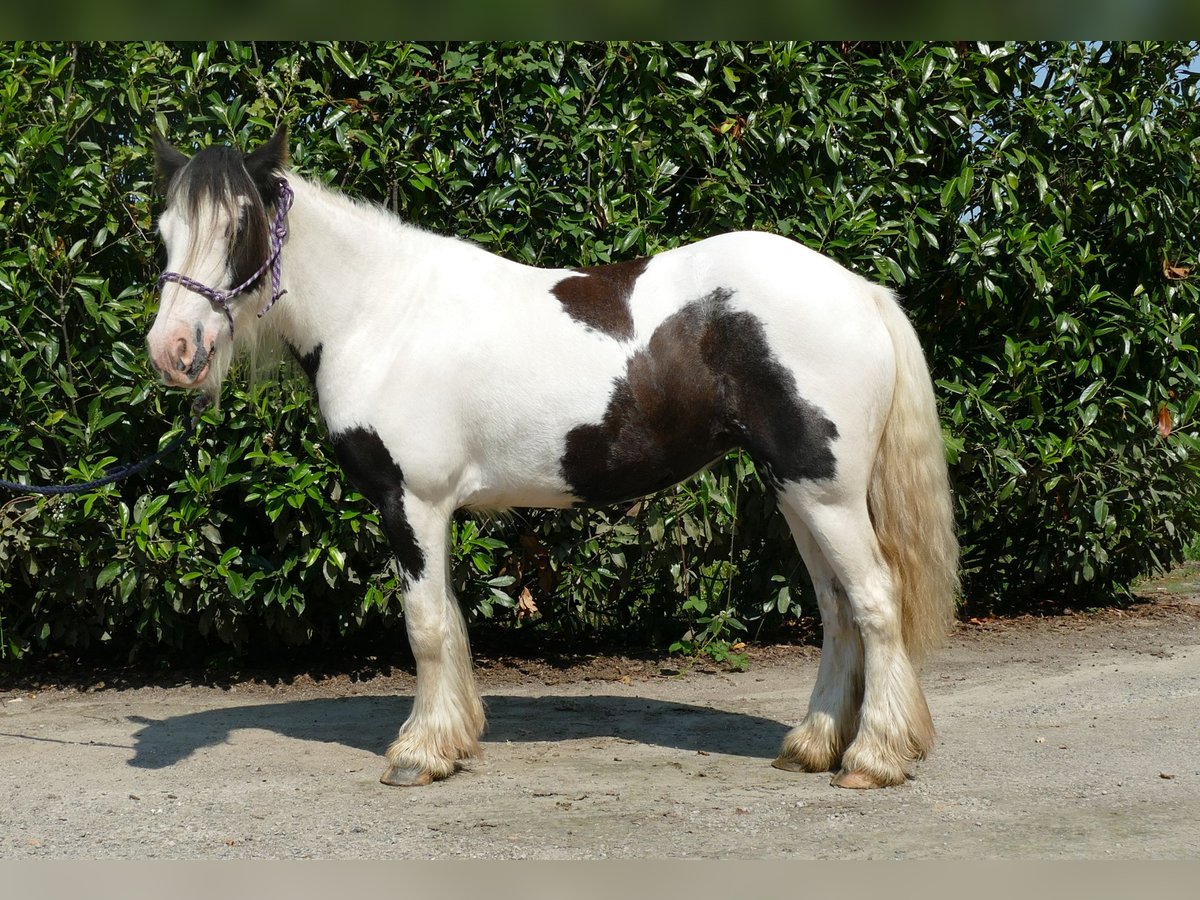 Cob Irlandese / Tinker / Gypsy Vanner Giumenta 3 Anni 135 cm Pezzato in Lathen