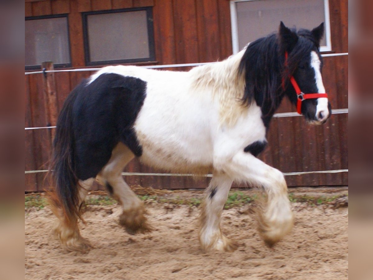 Cob Irlandese / Tinker / Gypsy Vanner Giumenta 3 Anni 135 cm Pezzato in Velpke