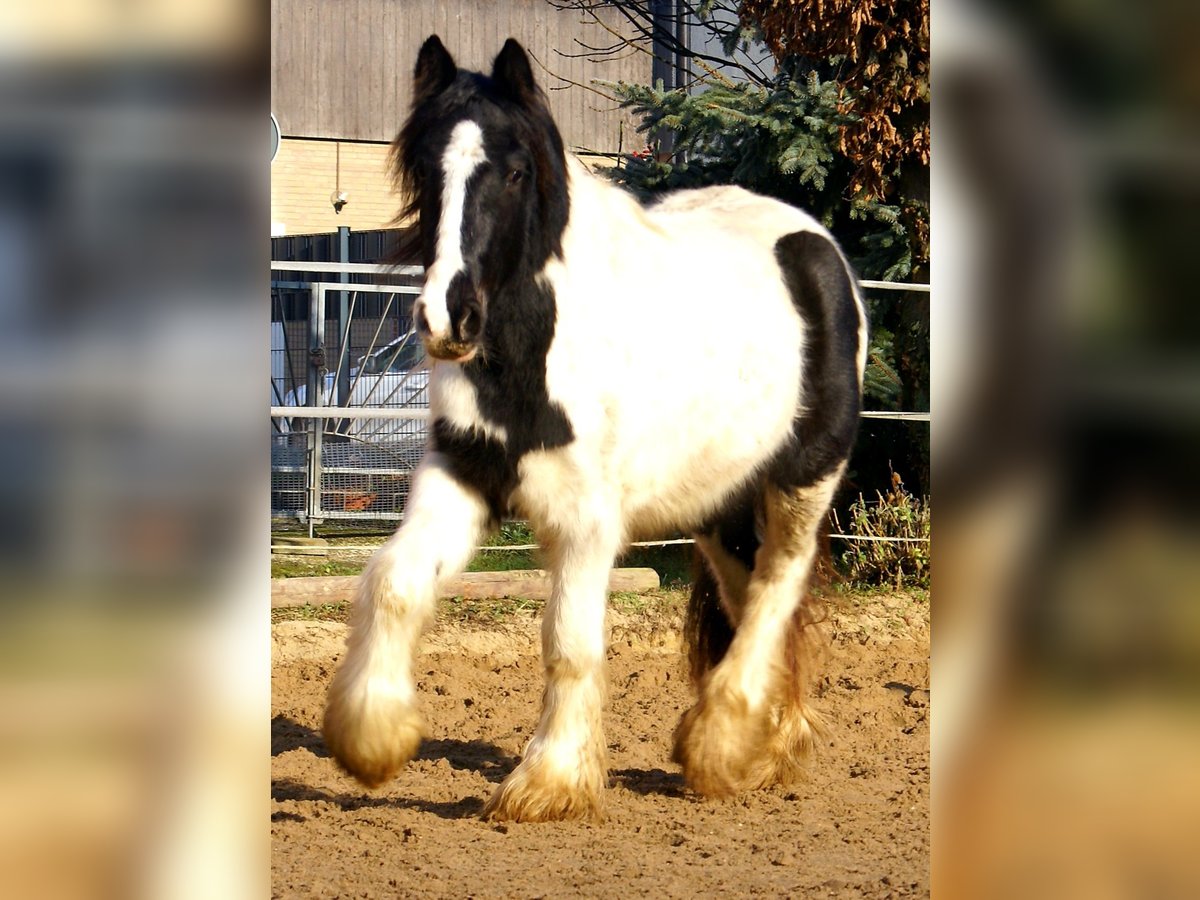 Cob Irlandese / Tinker / Gypsy Vanner Giumenta 3 Anni 135 cm Pezzato in Velpke