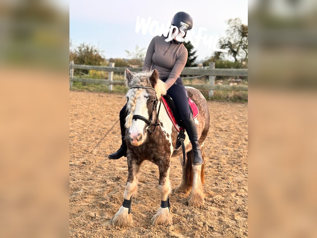 Cob Irlandese / Tinker / Gypsy Vanner Giumenta 3 Anni 139 cm Pezzato in Banzkow