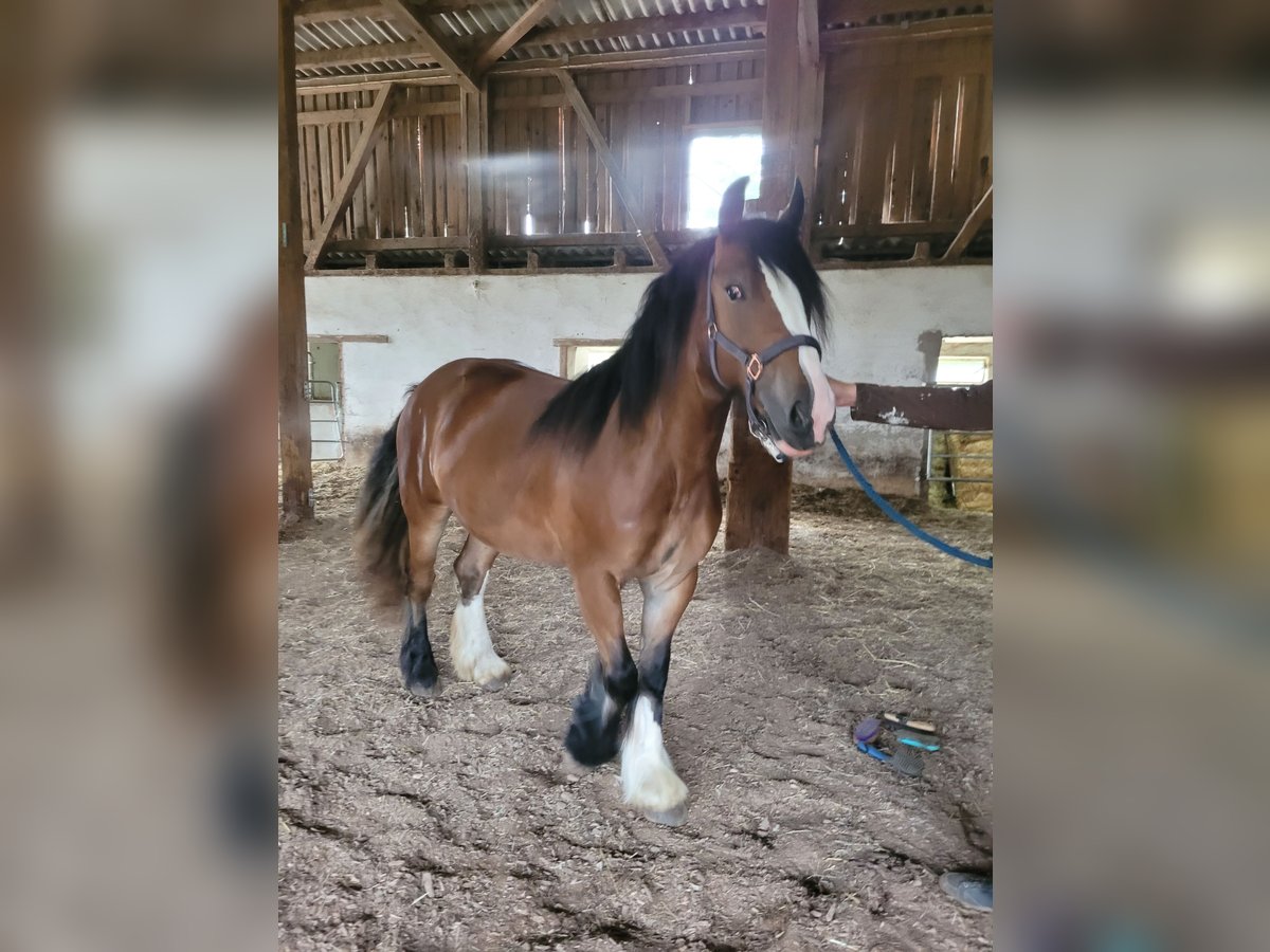 Cob Irlandese / Tinker / Gypsy Vanner Giumenta 3 Anni 145 cm Baio in Donzdorf