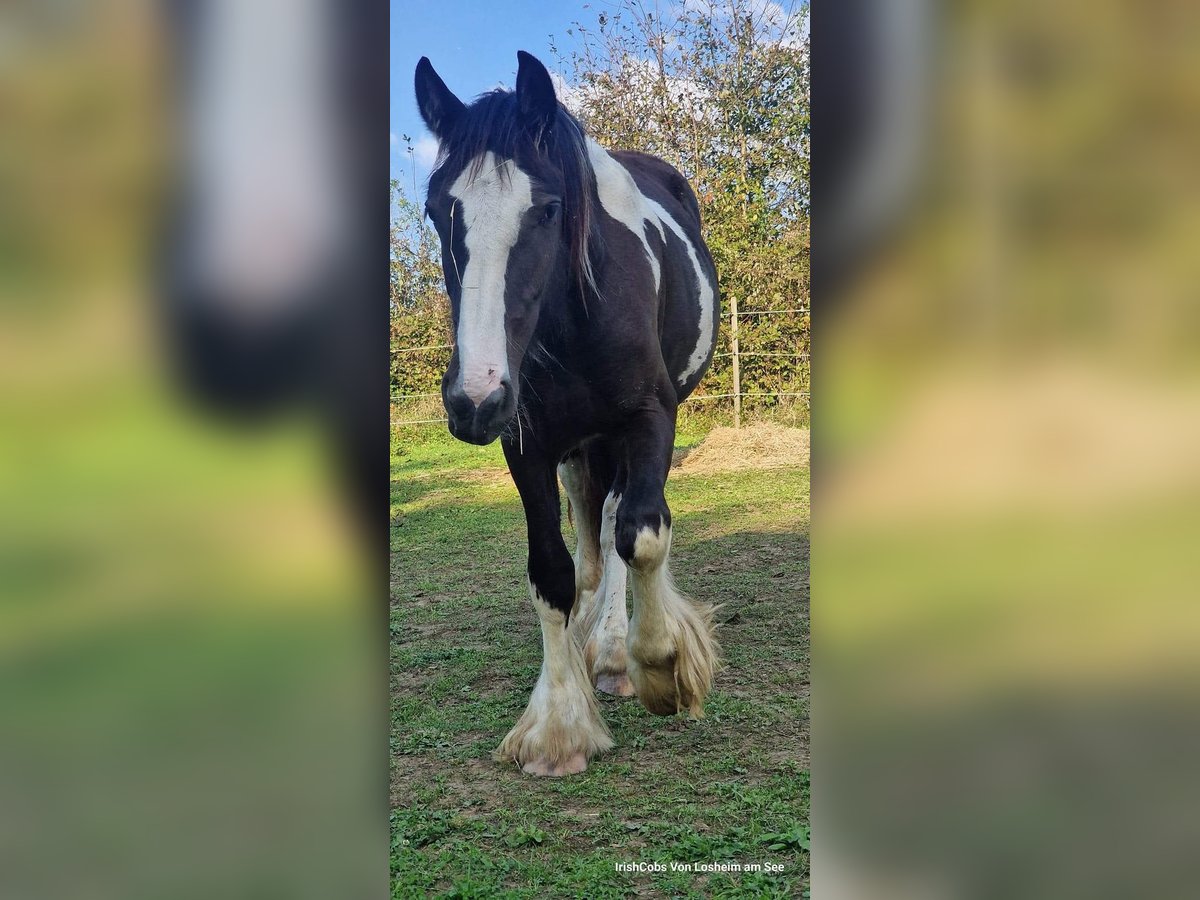 Cob Irlandese / Tinker / Gypsy Vanner Giumenta 3 Anni 160 cm Pezzato in Losheim am See