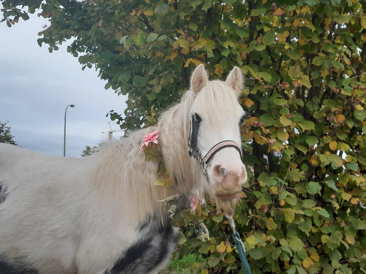 Cob Irlandese / Tinker / Gypsy Vanner Giumenta 4 Anni 124 cm Pezzato in Niederzier