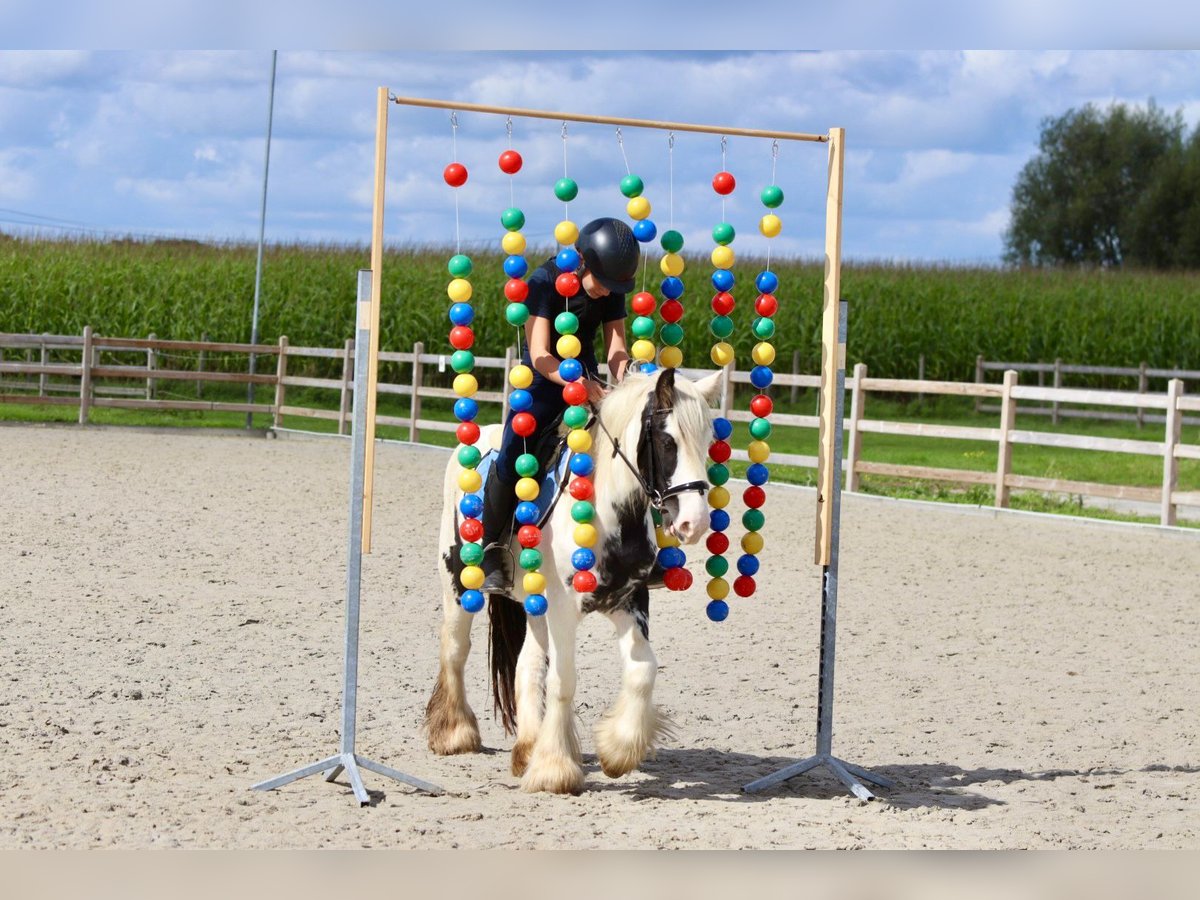 Cob Irlandese / Tinker / Gypsy Vanner Giumenta 4 Anni 125 cm Pezzato in Bogaarden