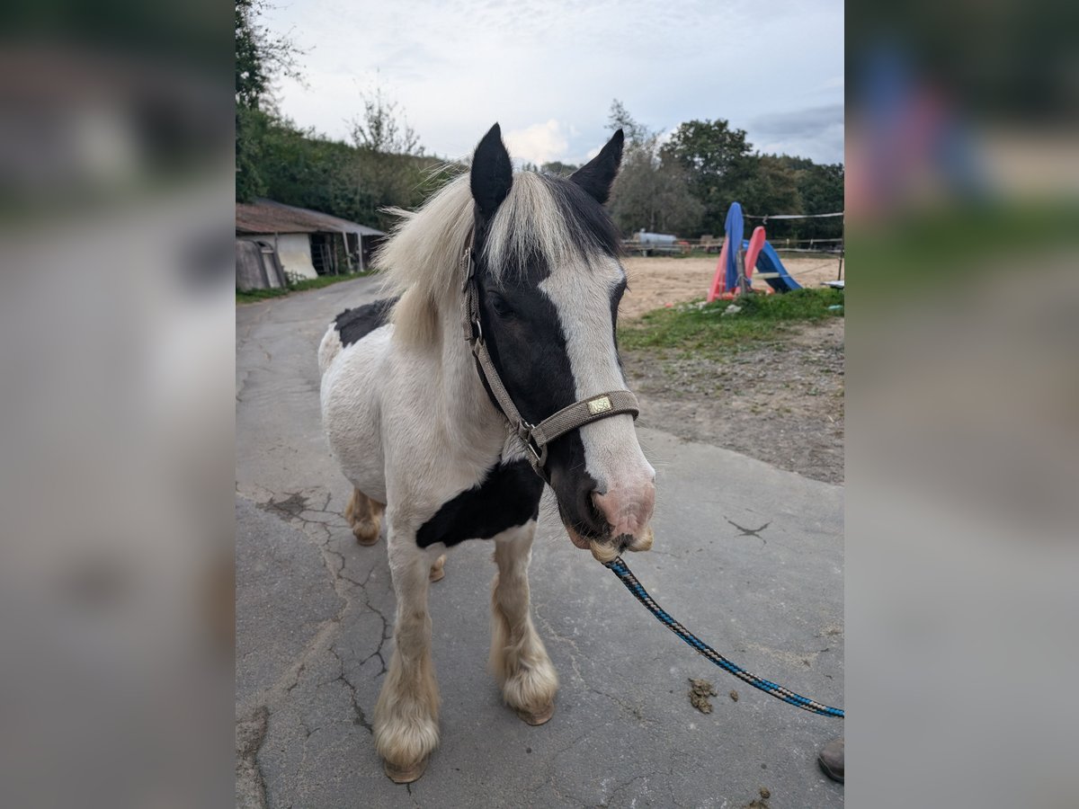 Cob Irlandese / Tinker / Gypsy Vanner Giumenta 4 Anni 125 cm Pezzato in Morsbach