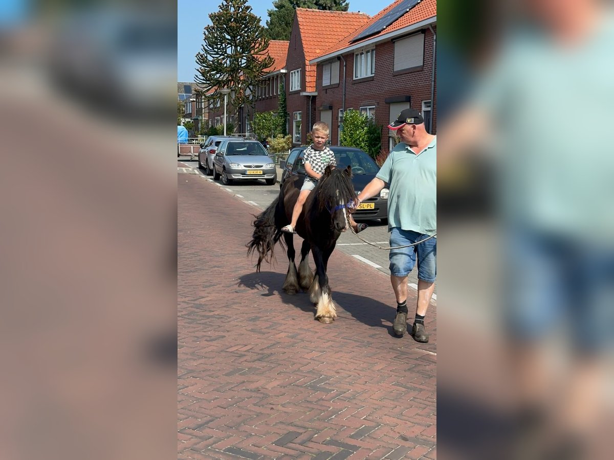 Cob Irlandese / Tinker / Gypsy Vanner Giumenta 4 Anni 128 cm Pezzato in Vienenburg