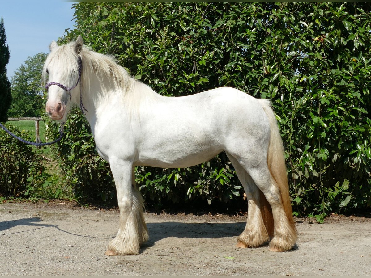 Cob Irlandese / Tinker / Gypsy Vanner Giumenta 4 Anni 129 cm Grigio in Lathen