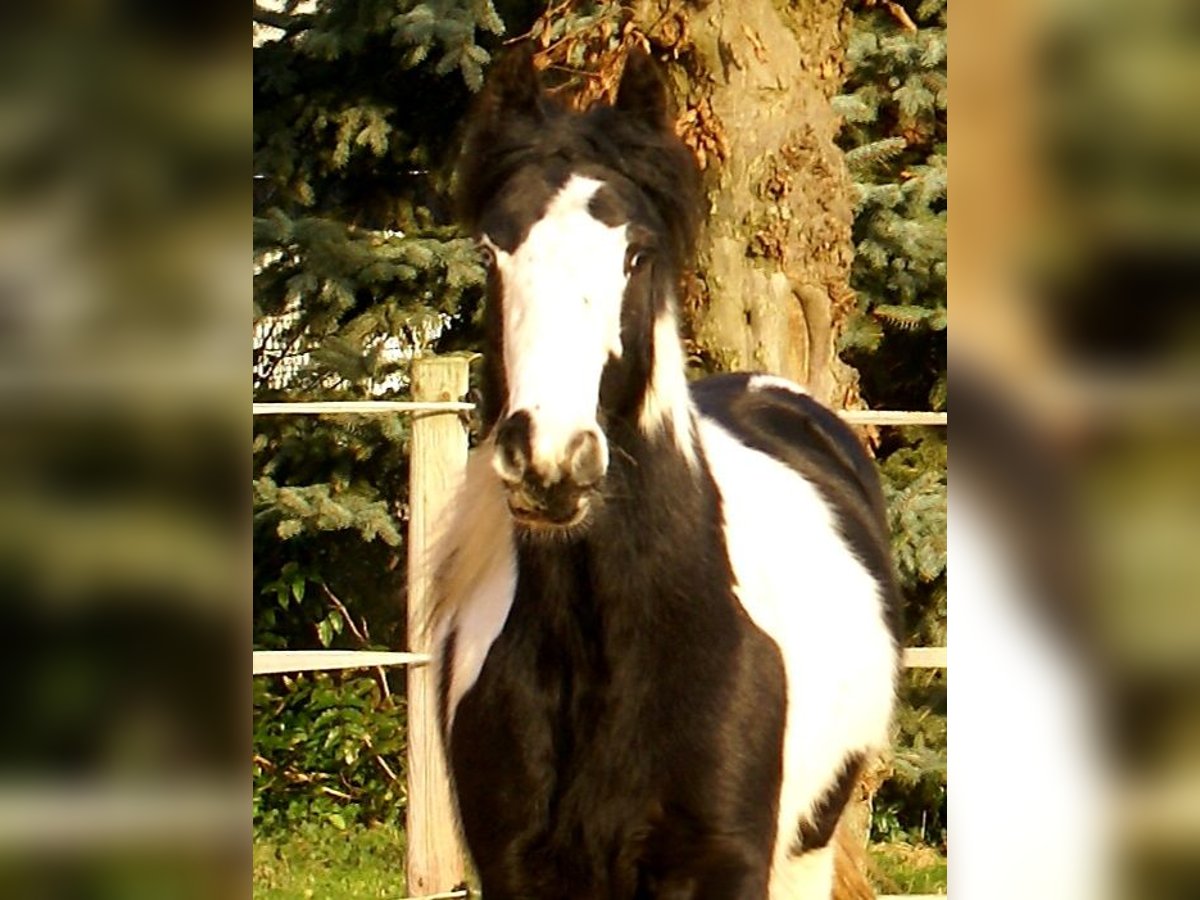 Cob Irlandese / Tinker / Gypsy Vanner Giumenta 4 Anni 135 cm Pezzato in Velpke