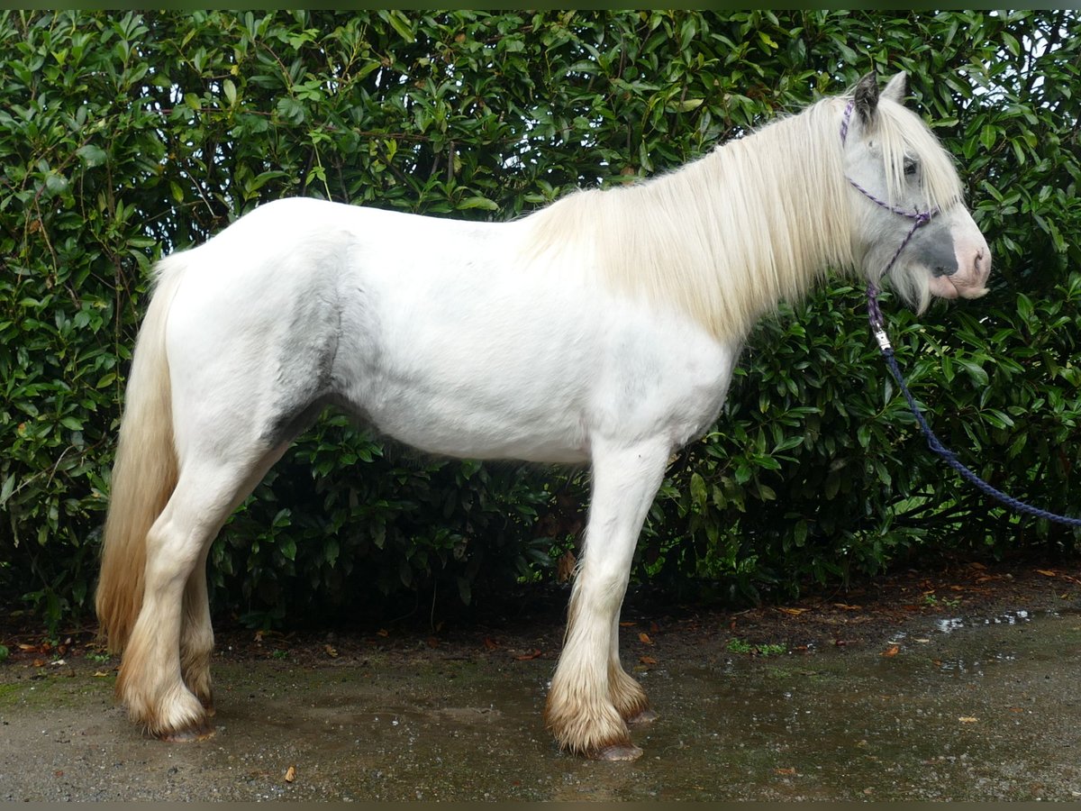 Cob Irlandese / Tinker / Gypsy Vanner Giumenta 4 Anni 137 cm Pezzato in Lathen