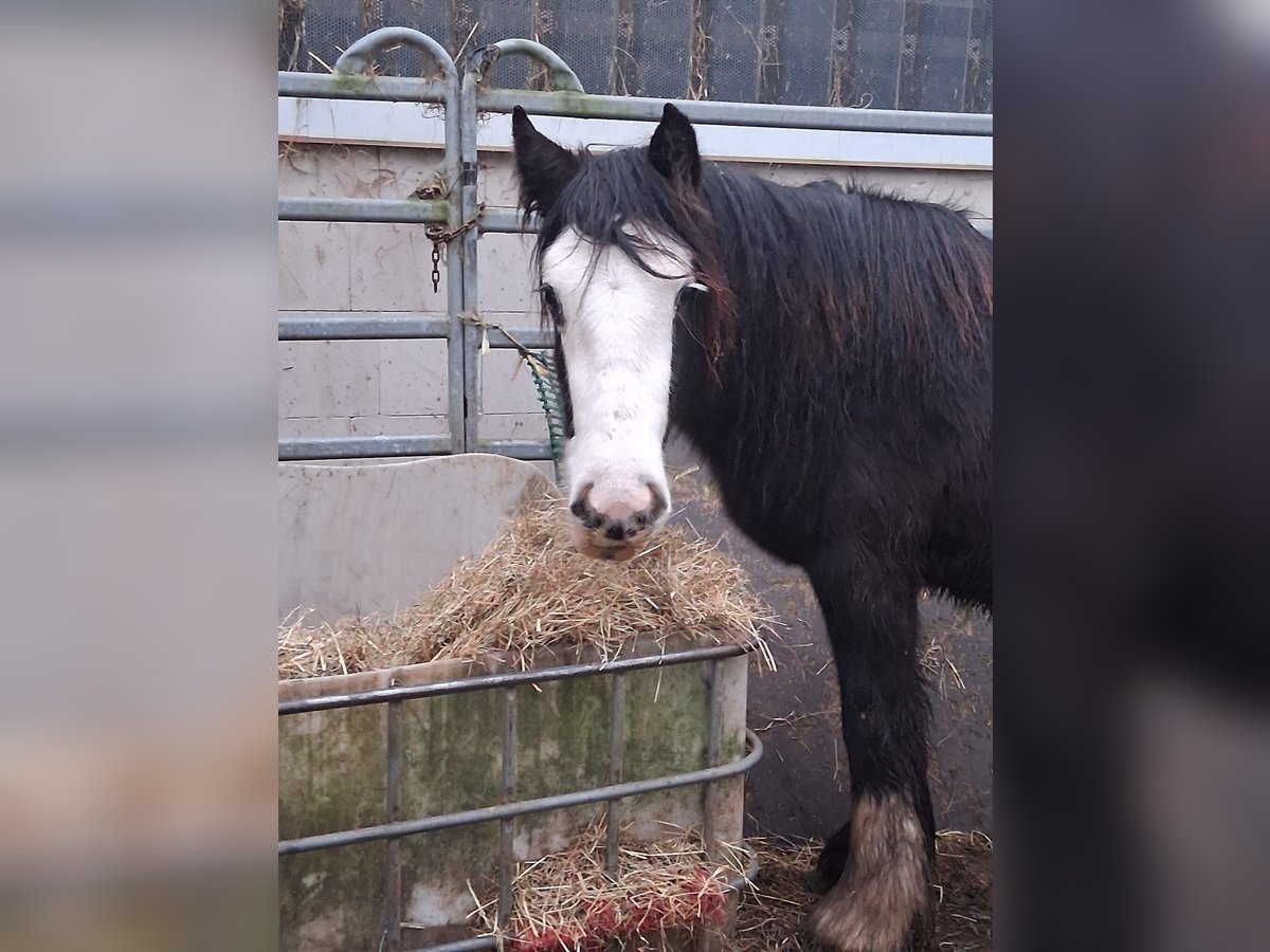 Cob Irlandese / Tinker / Gypsy Vanner Giumenta 4 Anni 140 cm Morello in Issum