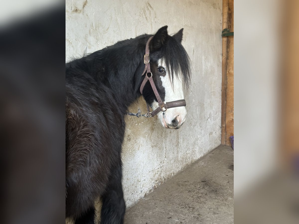 Cob Irlandese / Tinker / Gypsy Vanner Giumenta 4 Anni 141 cm Bianco in IssumIssum