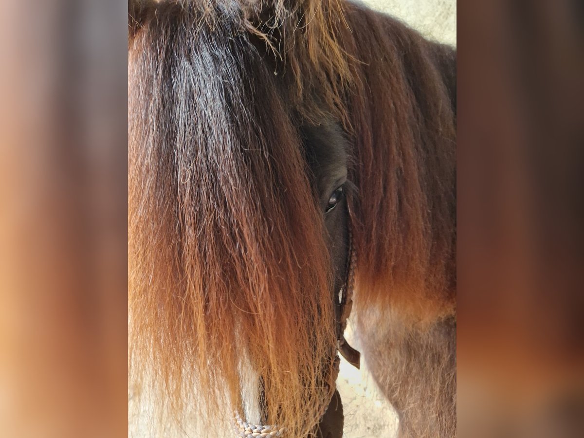 Cob Irlandese / Tinker / Gypsy Vanner Giumenta 4 Anni 144 cm Baio in Mühlacker